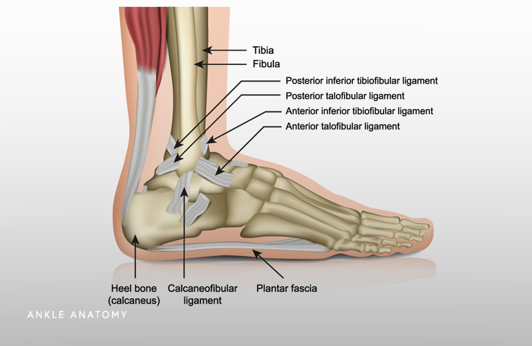 Ankle - Zahab Ahsan, MD